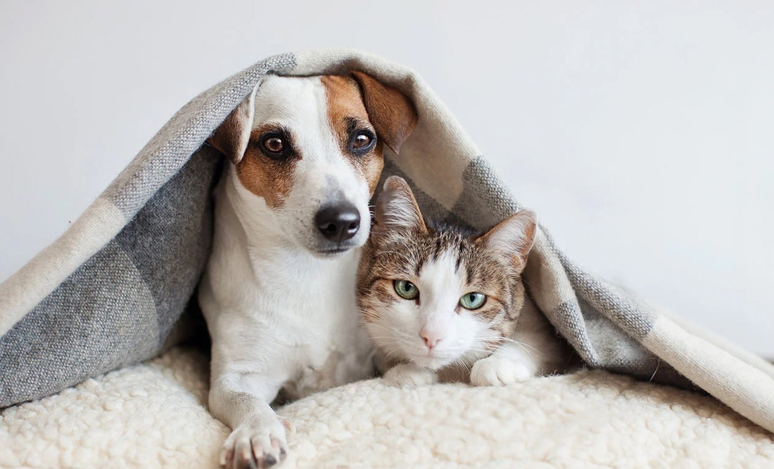 Tips To Keep Pet Safe In Summer