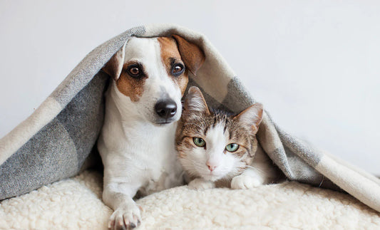 Tips To Keep Pet Safe In Summer